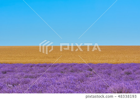 Lavender and Rye Fields 48338193