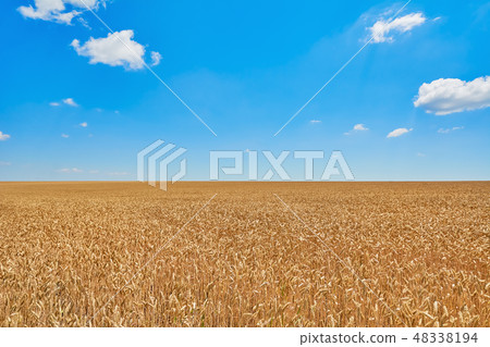 Field of Rye 48338194