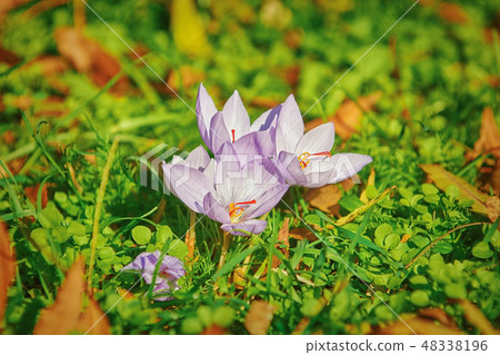 Saffron Crocus Blooming 48338196