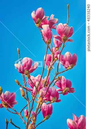 Magnolia Flowers against the Sky Magnolia Flowers against the Sky 48338240