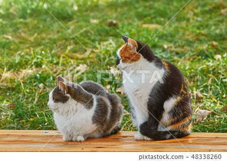 Two Cats on the Bench 48338260