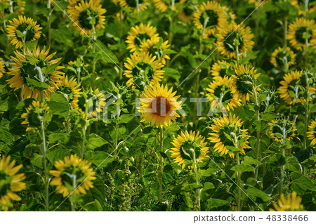 Far Out Sunflower Far Out Sunflower 48338466