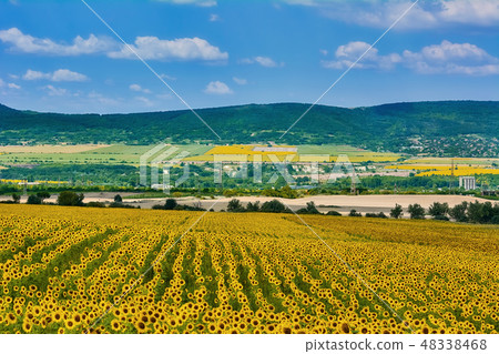 Sunflowers Field in Bulgaria 48338468