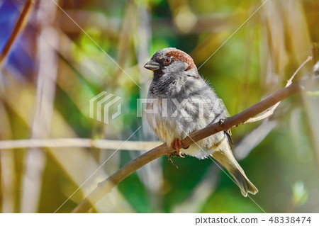 Sparrow on the Branch Sparrow on the Branch 48338474