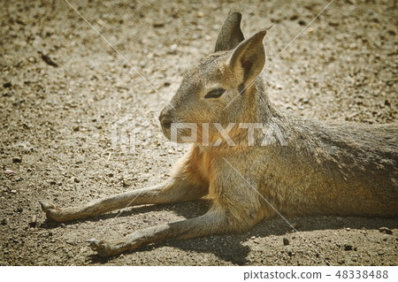 Portrait of Patagonian Mara 48338488