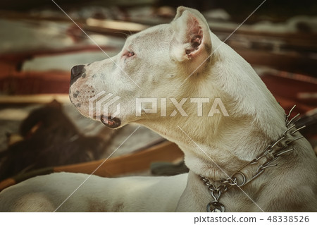 American Staffordshire Terrier American Staffordshire Terrier 48338526