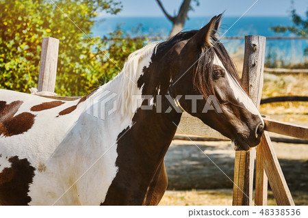 Portrait of Horse 48338536