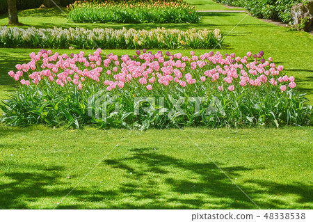 Flower Bed of Tulips Flower Bed of Tulips 48338538