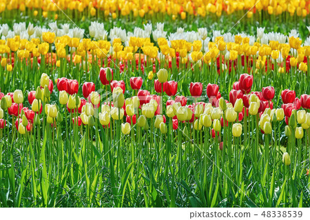 Flower Bed of Tulips Flower Bed of Tulips 48338539
