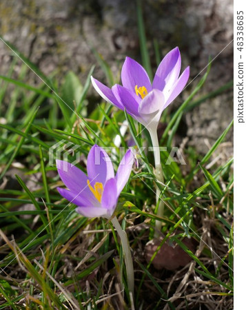 Crocus tommasinianus telling the spring Crocus · tomasinianus Crocus tommasinianus telling the spring Crocus · tomasinianus 48338685