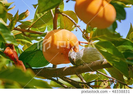 Sparrow Eats Persimmon 48338831