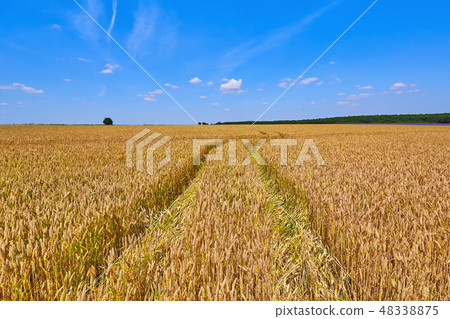 Field of Rye 48338875