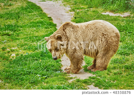 Brown Bear on Grass Brown Bear on Grass 48338876