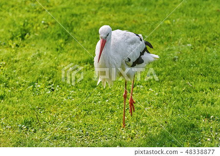 Stork on the Grass 48338877