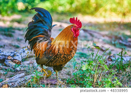 Rooster (Gallus Gallus Domesticus) Rooster (Gallus Gallus Domesticus) 48338995