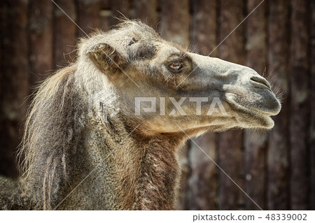 Portrait of Camel 48339002
