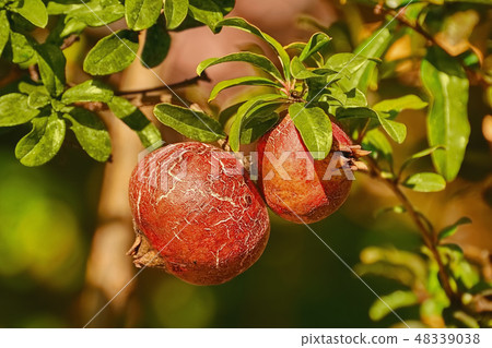 Fruit of Punica Granatum Fruit of Punica Granatum 48339038