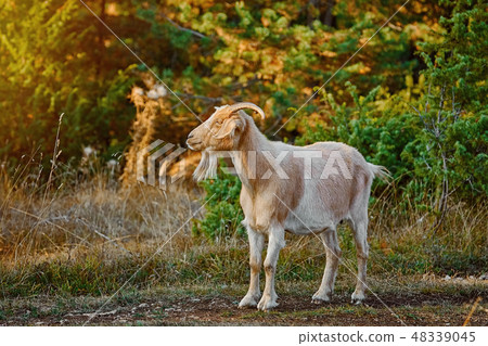 Goat with Horns Goat with Horns 48339045