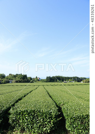 茶園 茶園 48339261