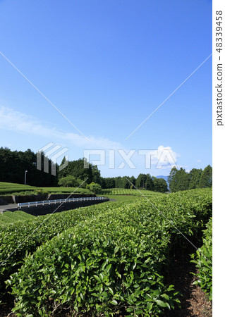 茶園 48339458