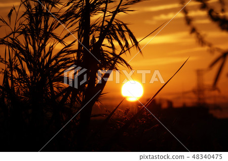 Sunset and rinse Sunset and rinse 48340475