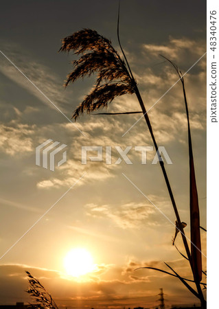 Sunset and Susuki Sunset and Susuki 48340476