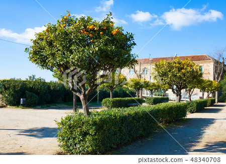Mandarin trees on Montjuic hill, Barcelona Mandarin trees on Montjuic hill, Barcelona 48340708
