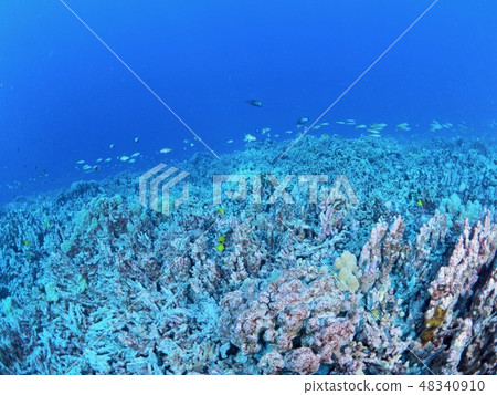 Diving in Hawaii Diving in Hawaii 48340910