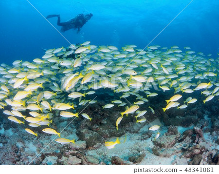 Maldives Yosugefudai Group Maldives Yosugefudai Group 48341081