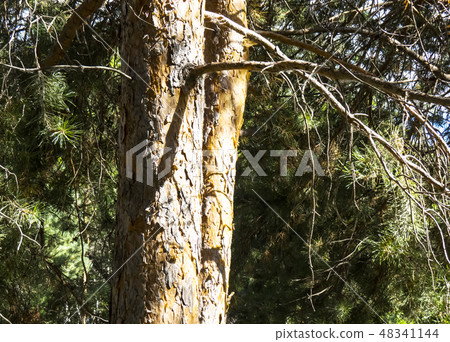 Coniferous forest. Coniferous forest. 48341144