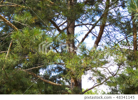 Coniferous forest. Coniferous forest. 48341145
