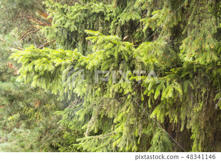 Coniferous forest. Coniferous forest. 48341146