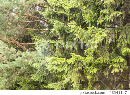 Coniferous forest. Coniferous forest. 48341147