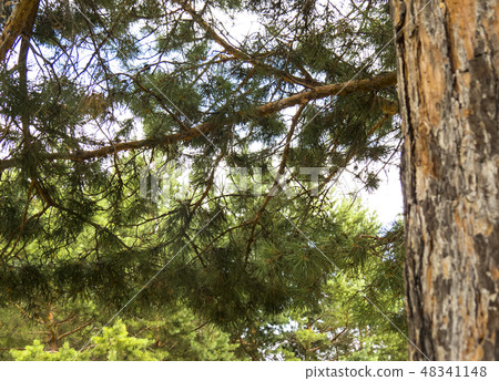 Coniferous forest. Coniferous forest. 48341148