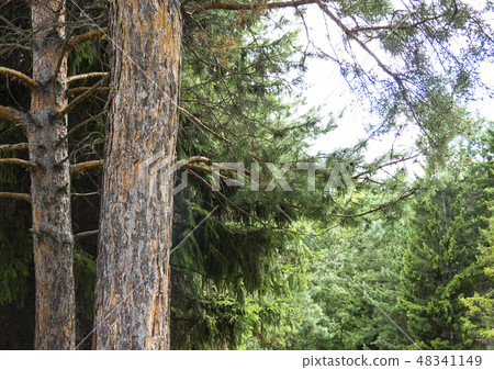 Coniferous forest. Coniferous forest. 48341149