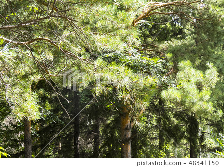Coniferous forest. Coniferous forest. 48341150
