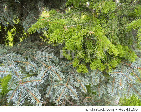 Coniferous forest. Coniferous forest. 48341160