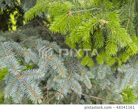 Coniferous forest. Coniferous forest. 48341161