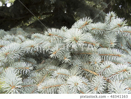 Coniferous forest. Coniferous forest. 48341163