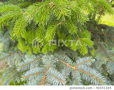 Coniferous forest. Coniferous forest. 48341164