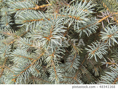 Coniferous forest. Coniferous forest. 48341168
