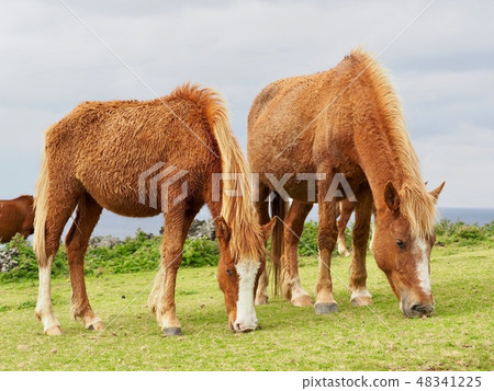 Yonagunijima Yonaguni horse 48341225