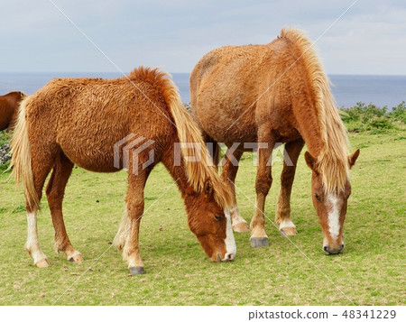 Yonagunijima Yonaguni horse 48341229