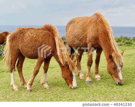 與那國島與那國的馬 48341230