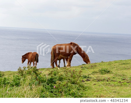 Yonagunijima Yonaguni horse Yonagunijima Yonaguni horse 48341234