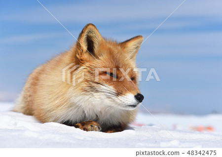 睡覺的北極狐（北海道） 48342475