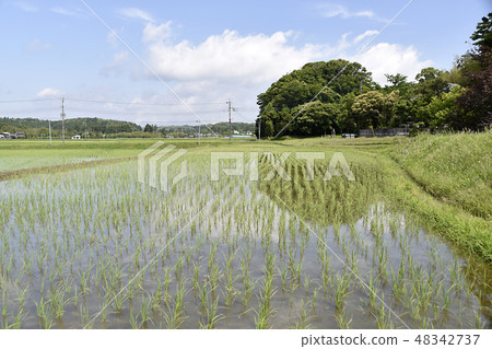 Paddy field 48342737