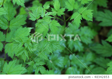 Young leaves of Sarashina Shuma 48342853