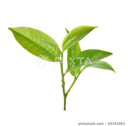 Green tea leaf isolated on white background Green tea leaf isolated on white background 48342863