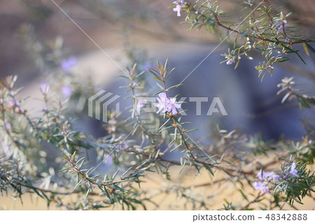 迷迭香花 48342888